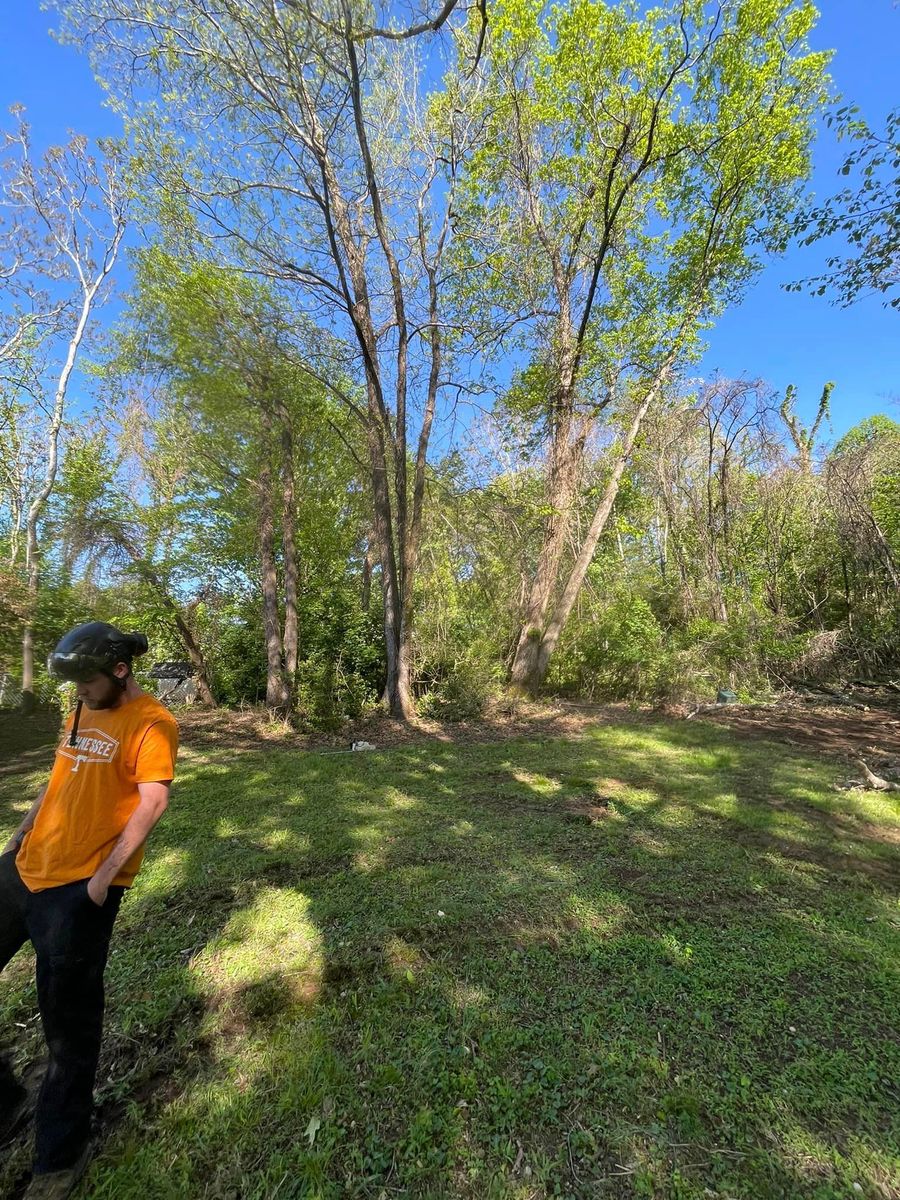 Tree Trimming for Lucky’s Tree Removal and Landscape Services in Knoxville, TN