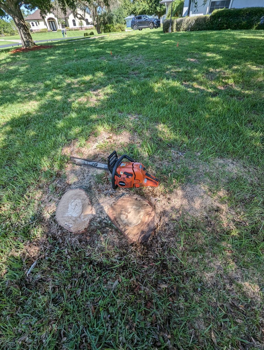 Stump Removal for Regal Tree Service and Stump Grinding in Wauchula, FL