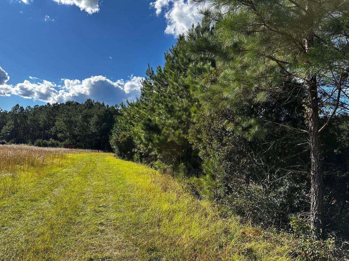 Underbrushing for Iron Industries in Bluffton, SC