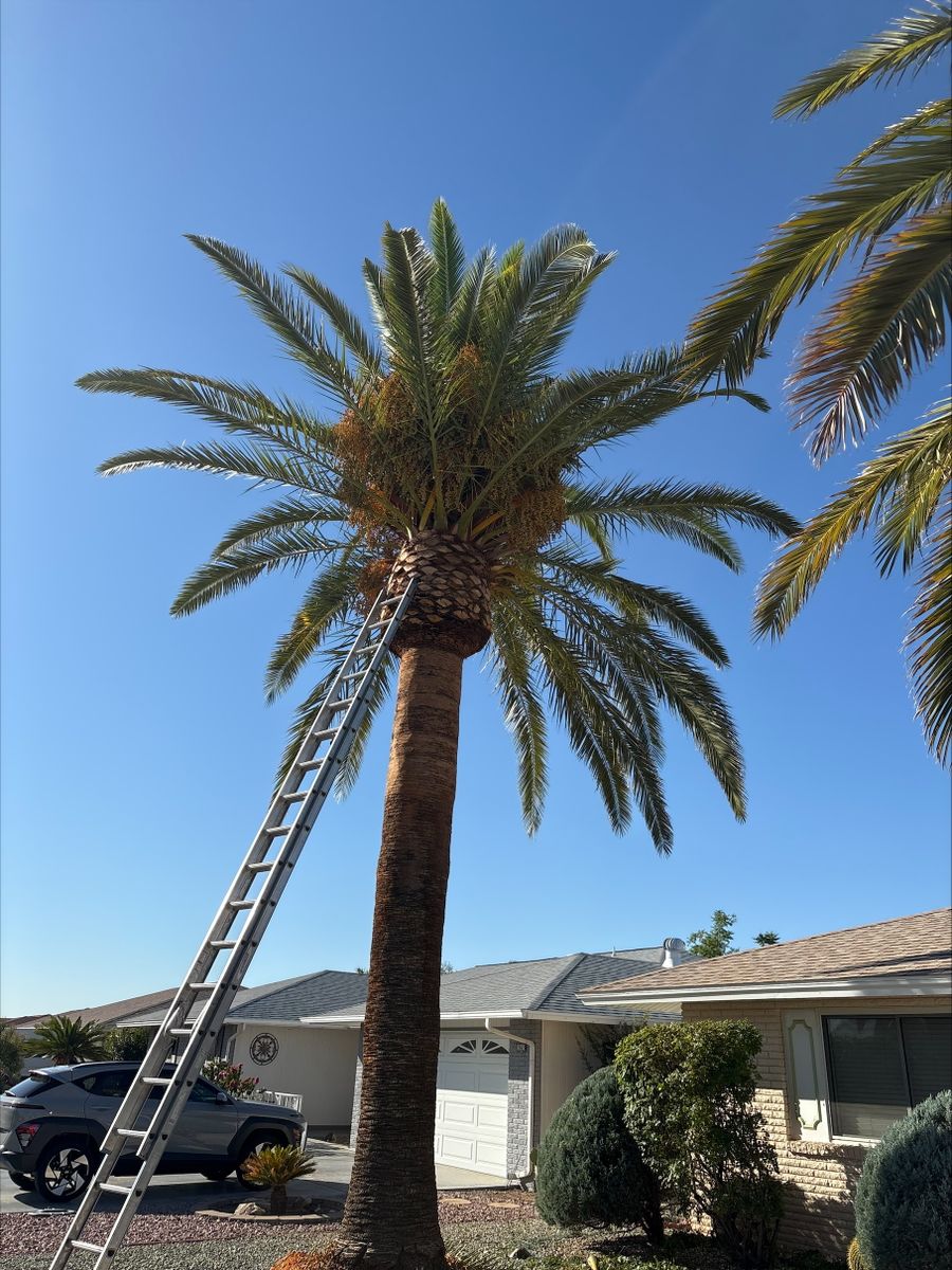 Tree Trimming for Ramirez Landscaping in El Mirage, AZ