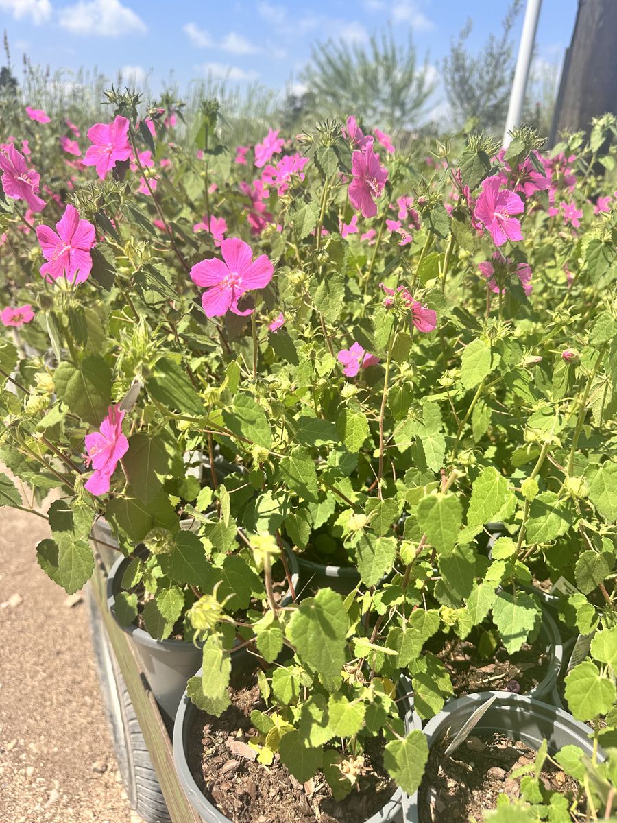 Landscape Installation for Atlas Land Design in Creekside Park, TX