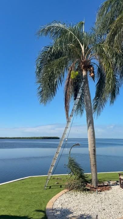 Tree Removal for Ryker's Tree Service in Dunedin, FL
