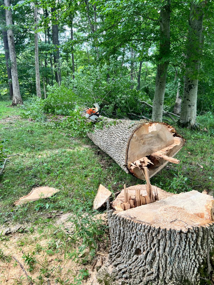 Tree Trimming for Kadin’s Tree Service in North Vernon, IN