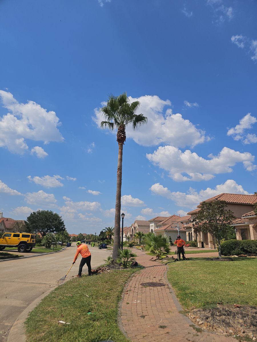 Tree Trimming for Servin's Tree Care  in Houston, TX