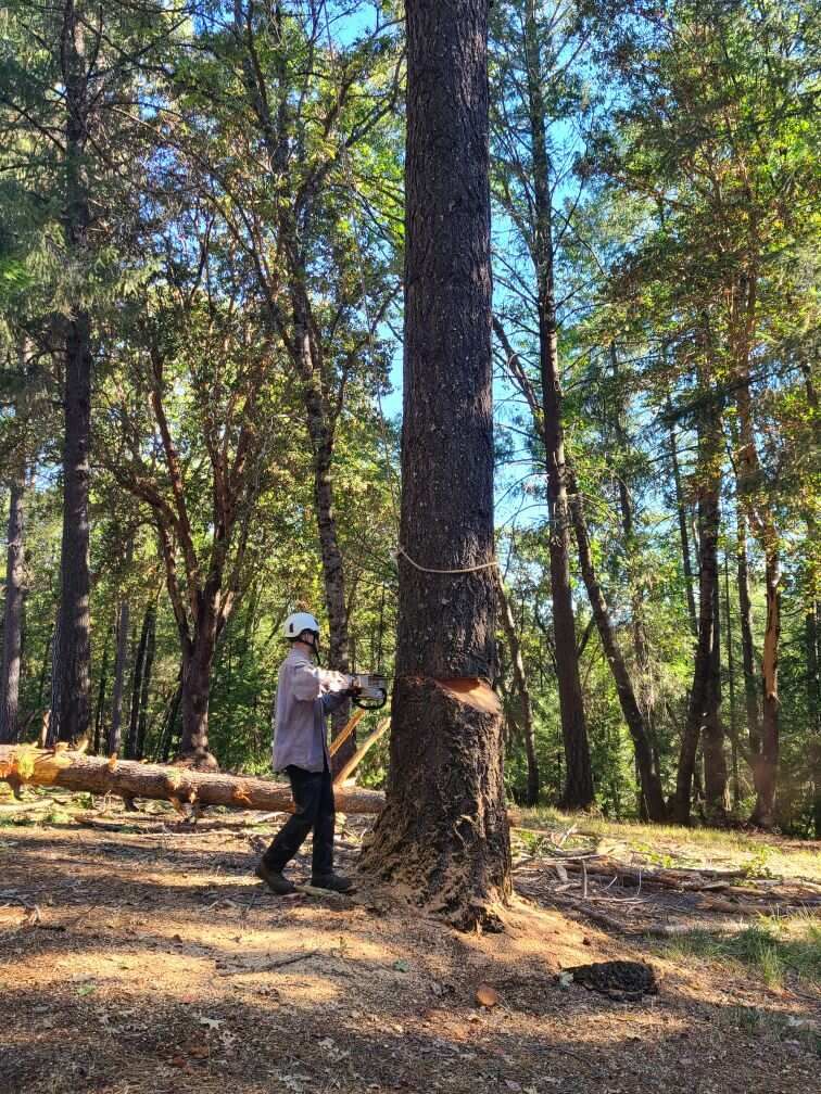 Tree Removal for Tyco Forest Management in Placerville, CA