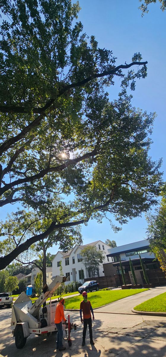Tree Trimming for Servin's Tree Care  in Houston, TX
