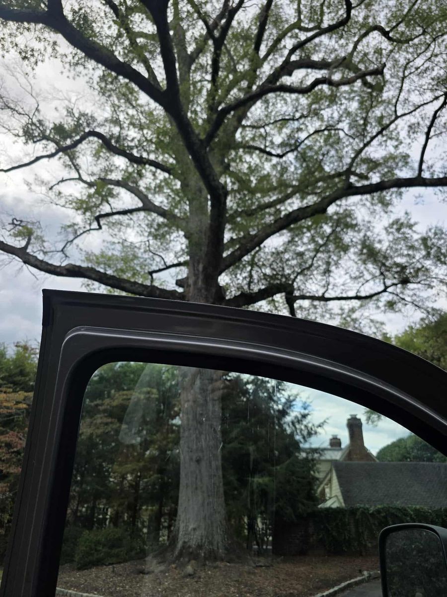 Tree Removal for Smith Tree Experts in Palmyra, VA