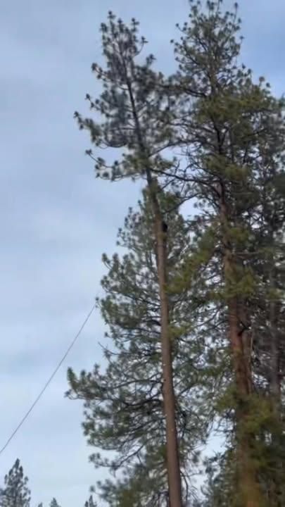 Tree Removal for IOL TREE EXPERTS in Spokane Valley, WA