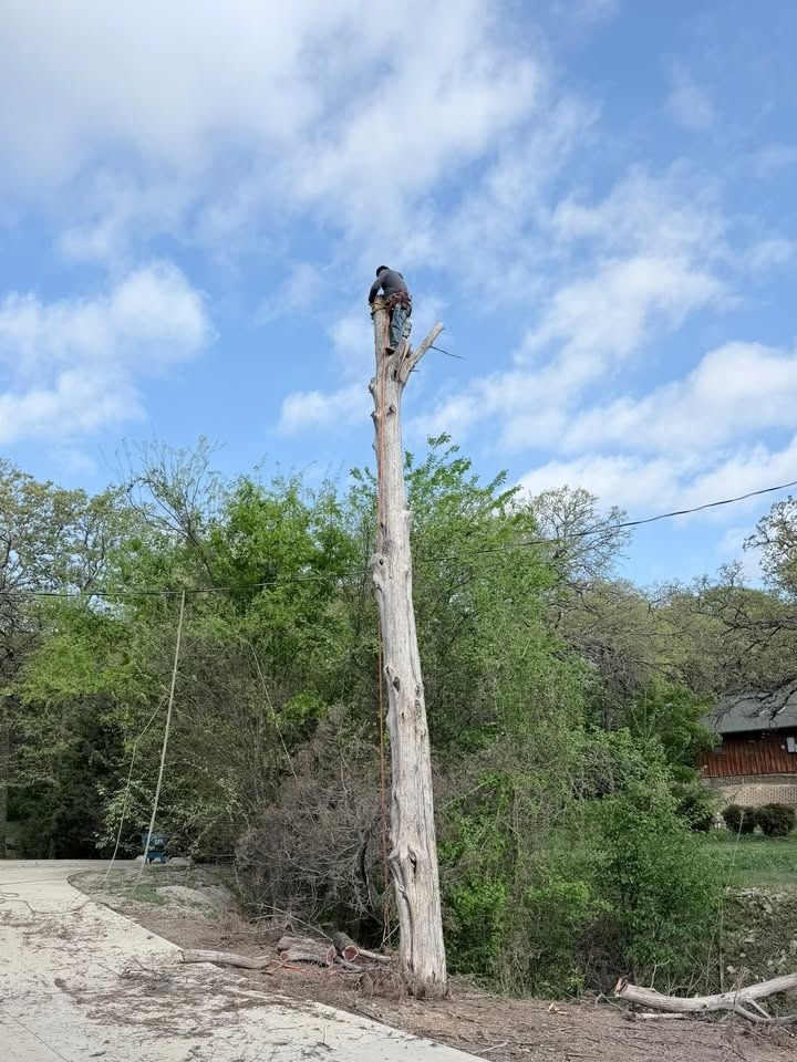 Tree Removal for Year Round Trees & Concrete Inc. in Fort Worth, TX