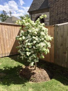 Landscape Installation for Atlas Land Design in Creekside Park, TX
