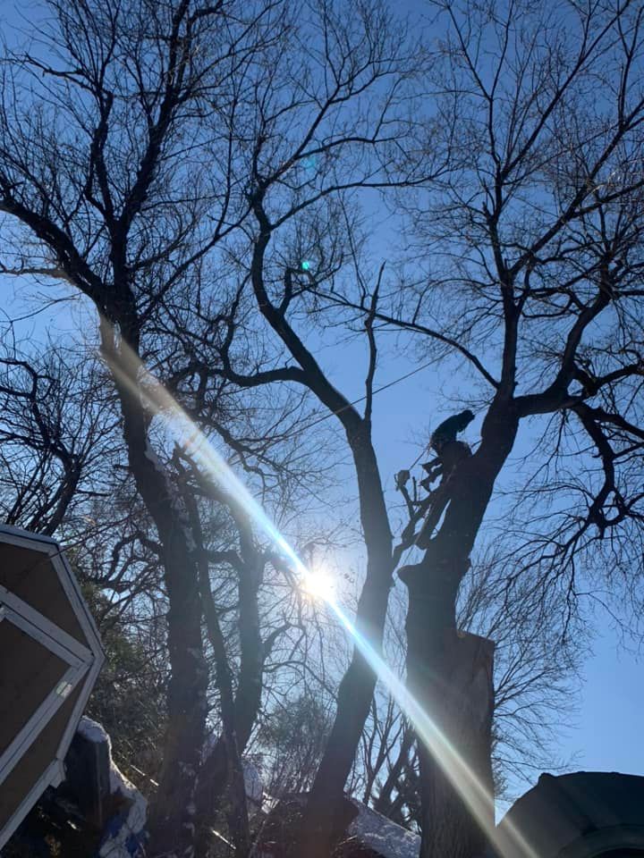 Tree Trimming for Ramirez Tree Care in Pontiac, Michigan