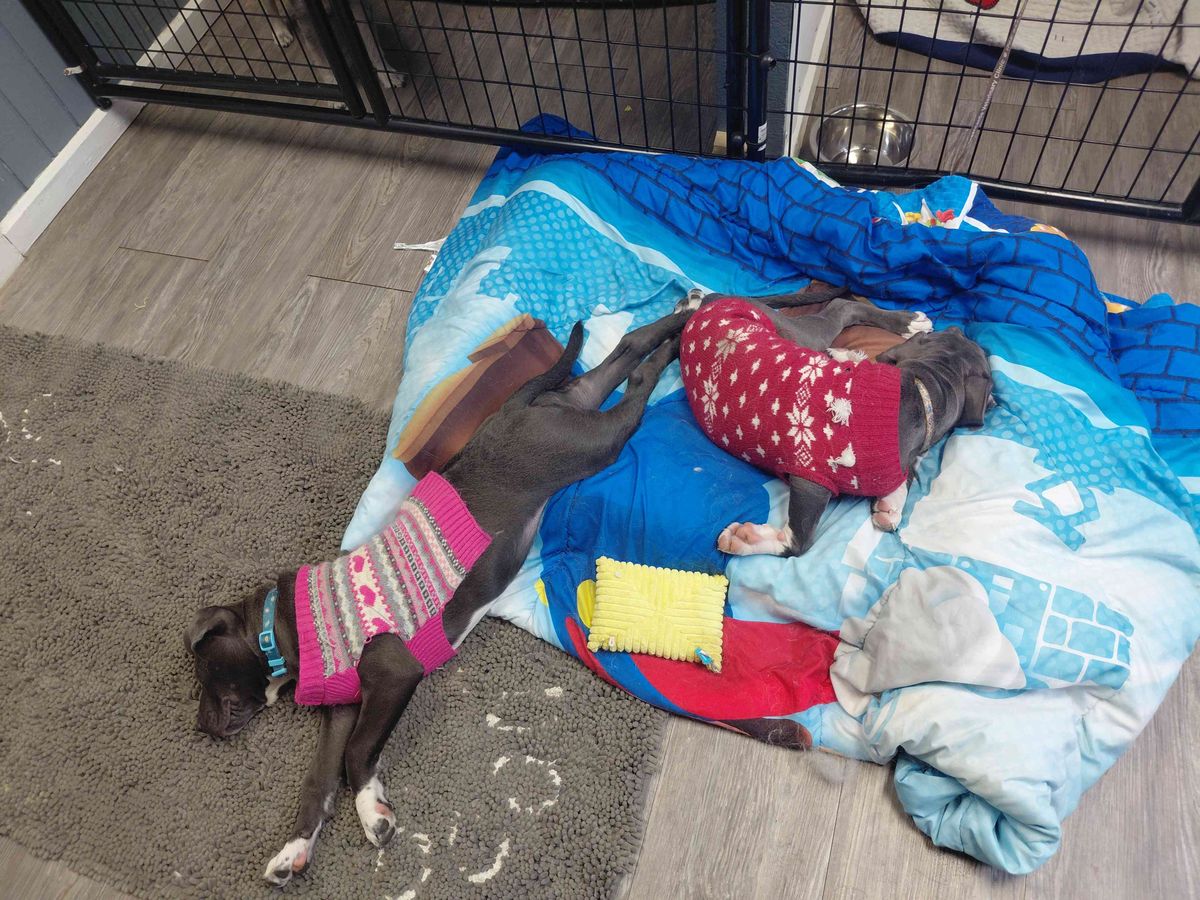 Boarding and Daycare for Curbside Clips Mobile Grooming in Roachdale, Indiana