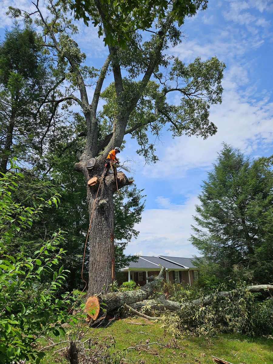 Tree Service for Paradise Landscaping and Tree Service in Greenville, SC