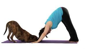 Canine and Feline Yoga for Down Dog Yoga in Boston, MA