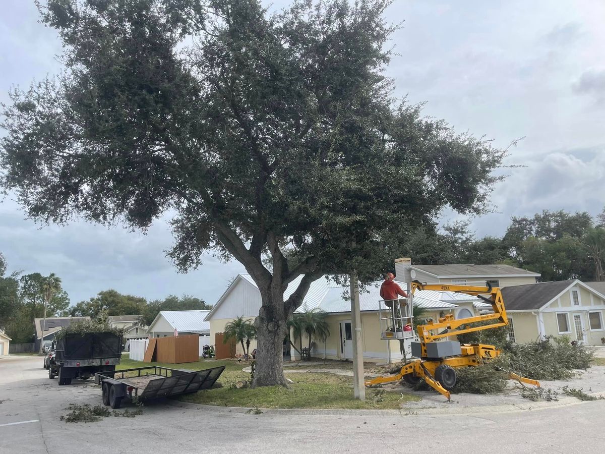 Tree Trimming & Removal for Heverly Land Solutions in Winter Haven, FL