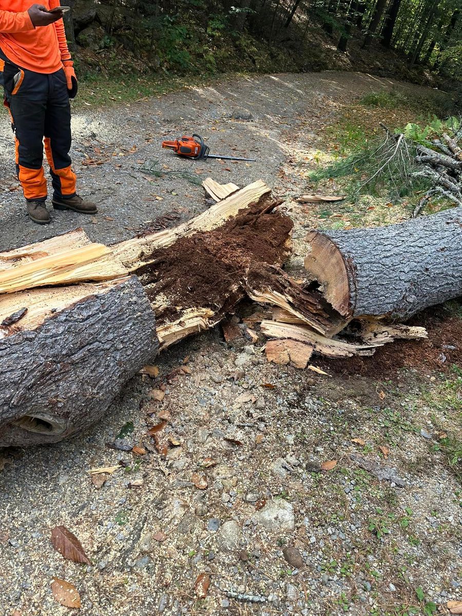 Tree Removal for Leaf and Limb in Townsend, MA