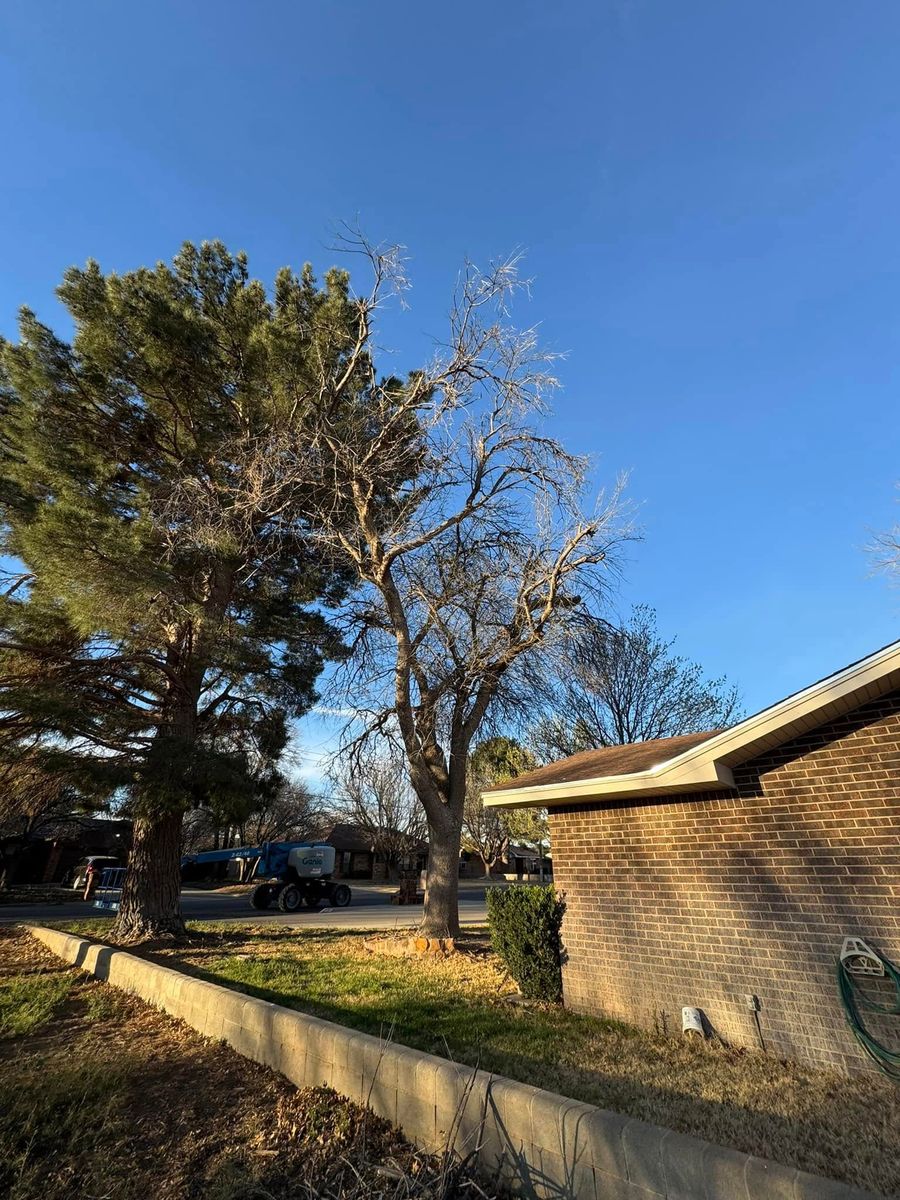 Other Lawn Services for Lion In The Tree Trimming Service in Big Spring, TX