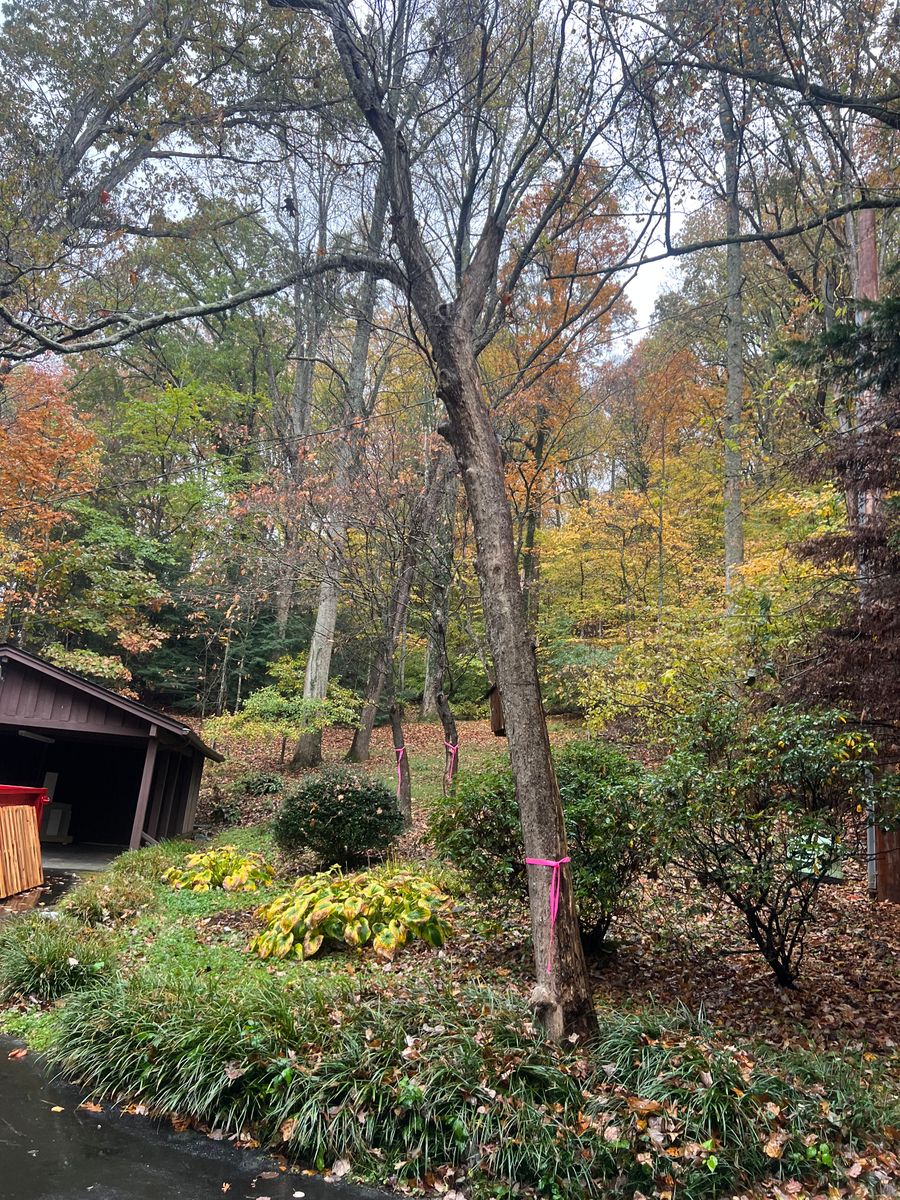 Tree Trimming for Ground To Sky Tree Care in Asheville, North Carolina