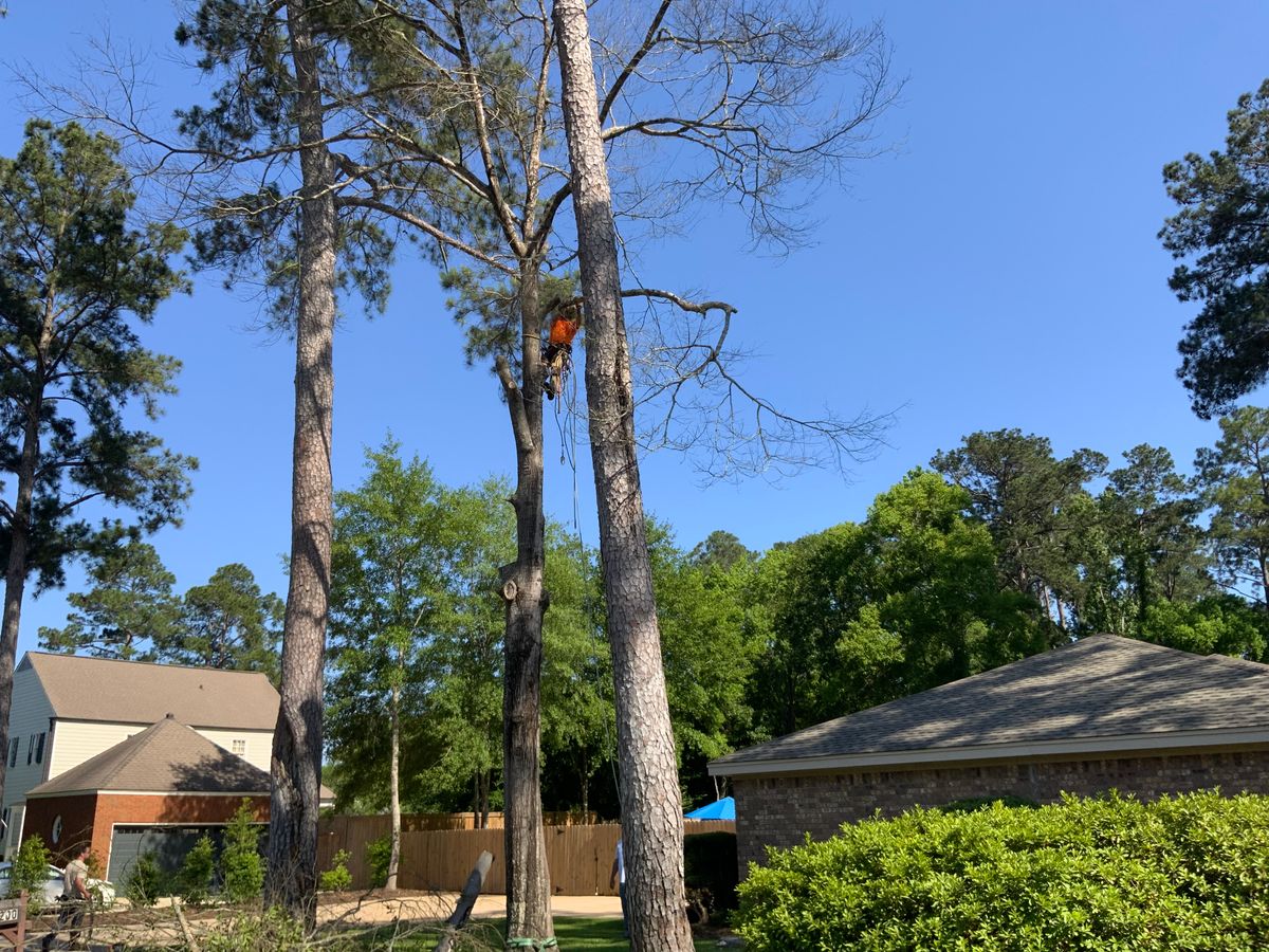 Tree Services for Broadway & McMullen Construction in Hattiesburg, MS