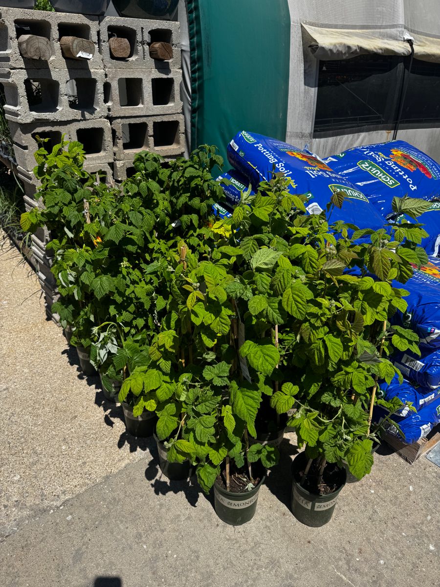 Gardening for Mayfield Landscaping in Staunton, IL