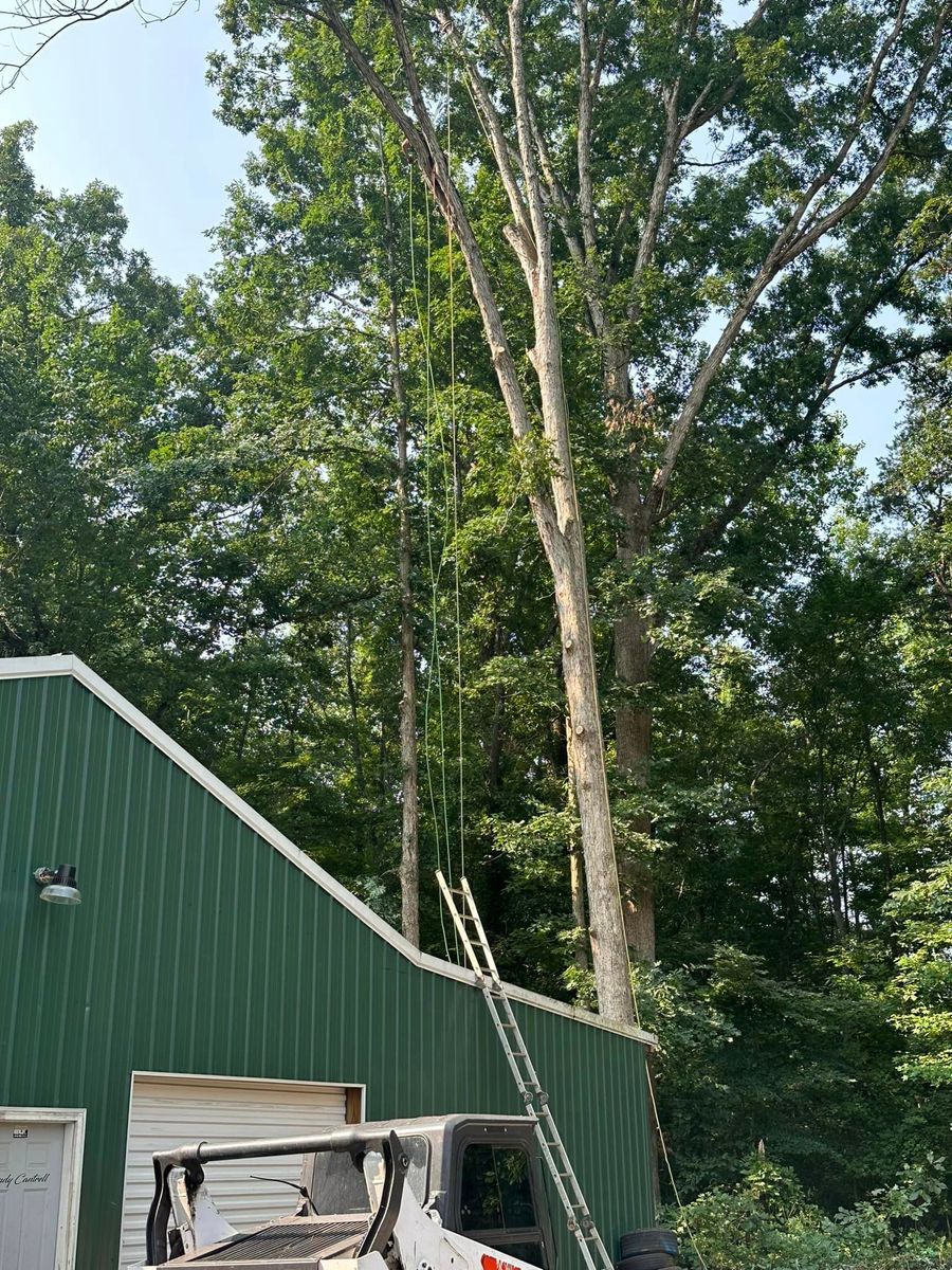 Tree Trimming for Moore’s Tree Service in Chesnee, SC