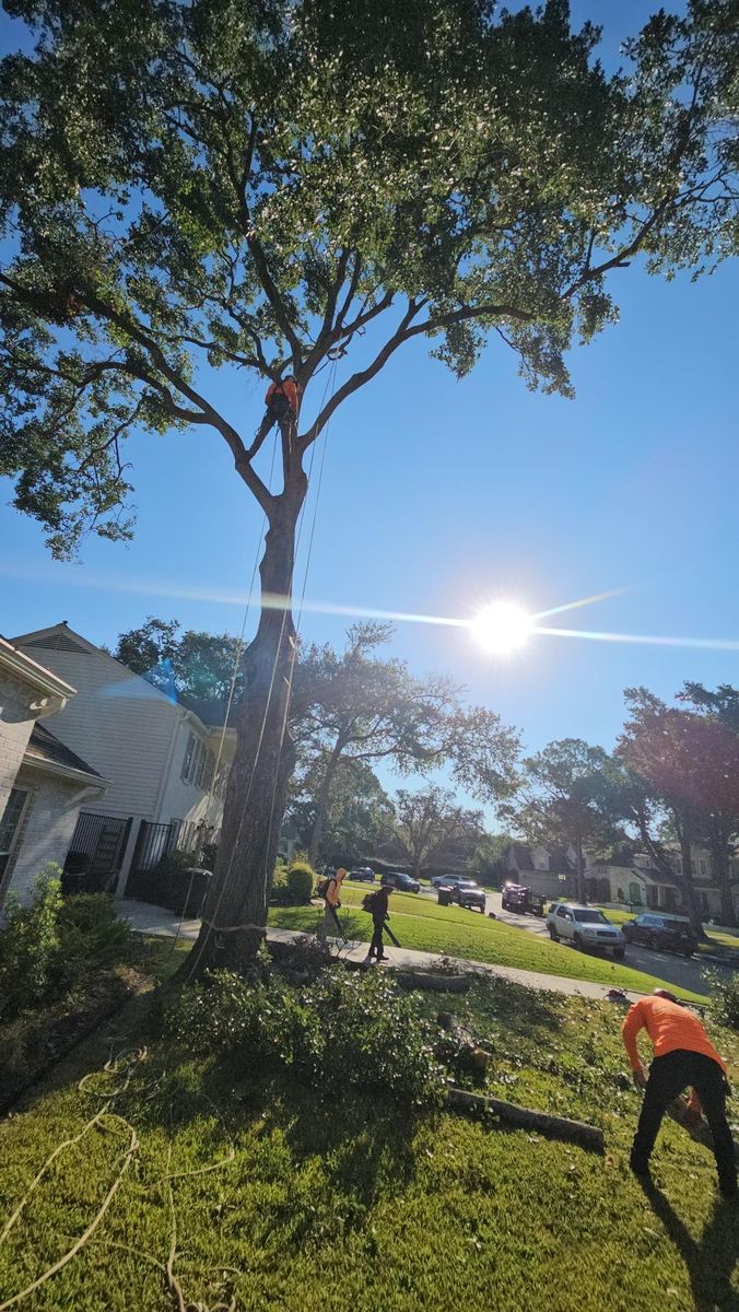 Tree Removal for Servin's Tree Care  in Houston, TX