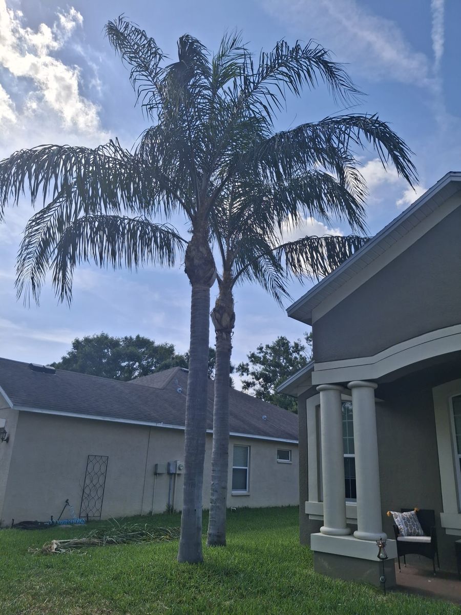 Palm Tree Installation for Tezna Landscaping, Trees & Pavers in Valrico, FL
