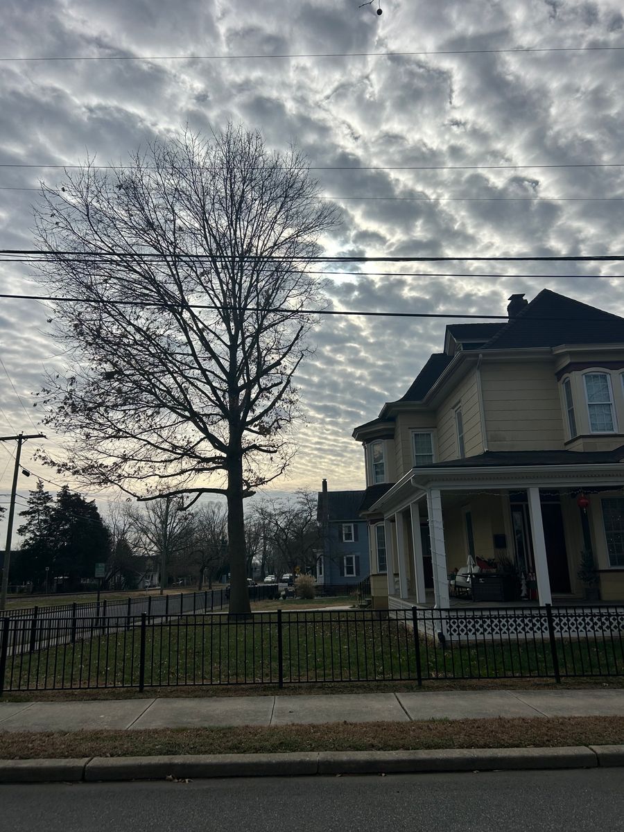 Tree Trimming for Hingewood Tree Service in Salem, NJ