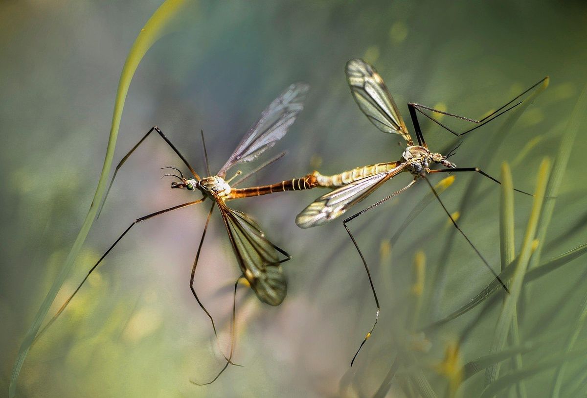 Mosquito Control for Soto Green Co. in Milford, PA