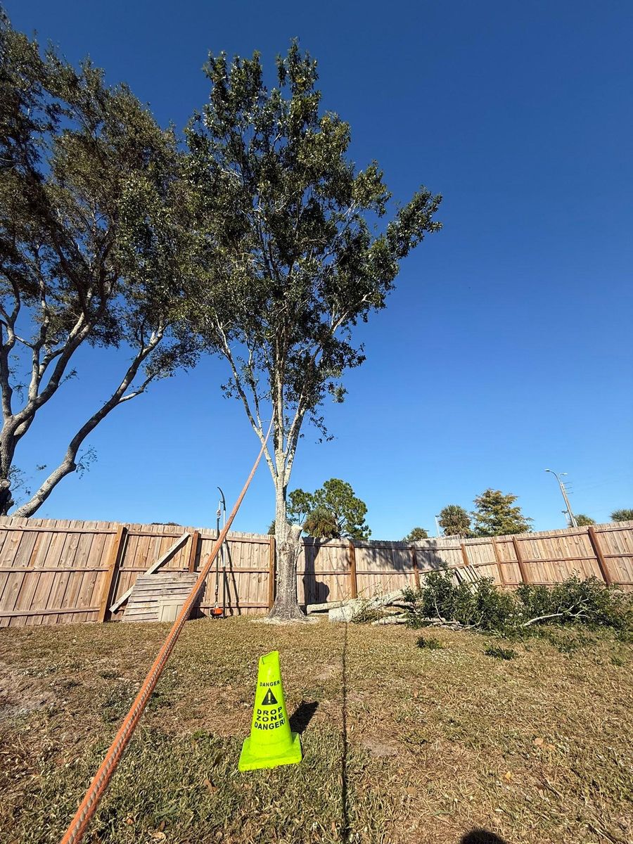Tree Trimming for Damian’s Tree Care in Sarasota, FL