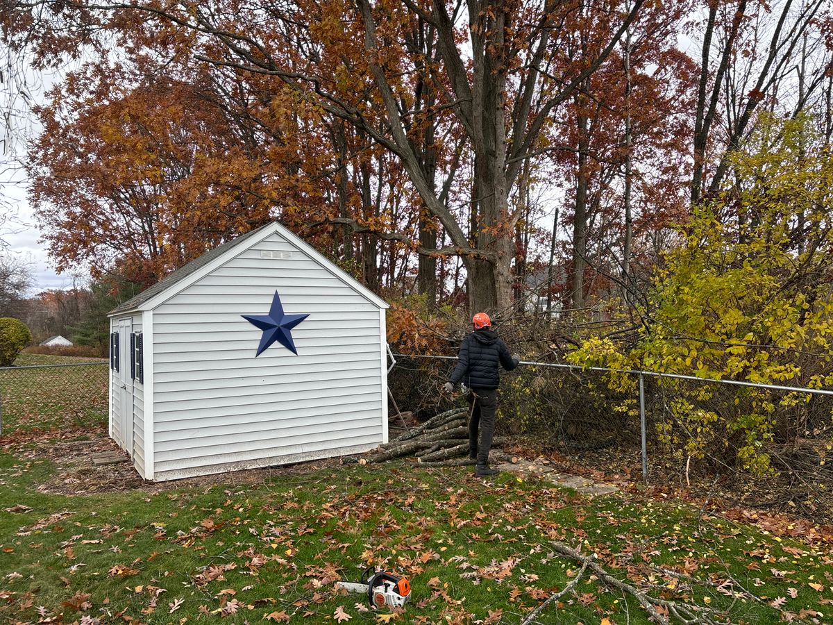 Tree Removal for T's Trees in Albany, NY