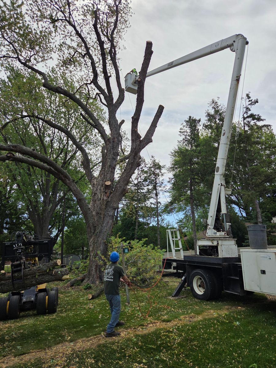 Tree Removal for O&O Tree Service in Rockford, IL