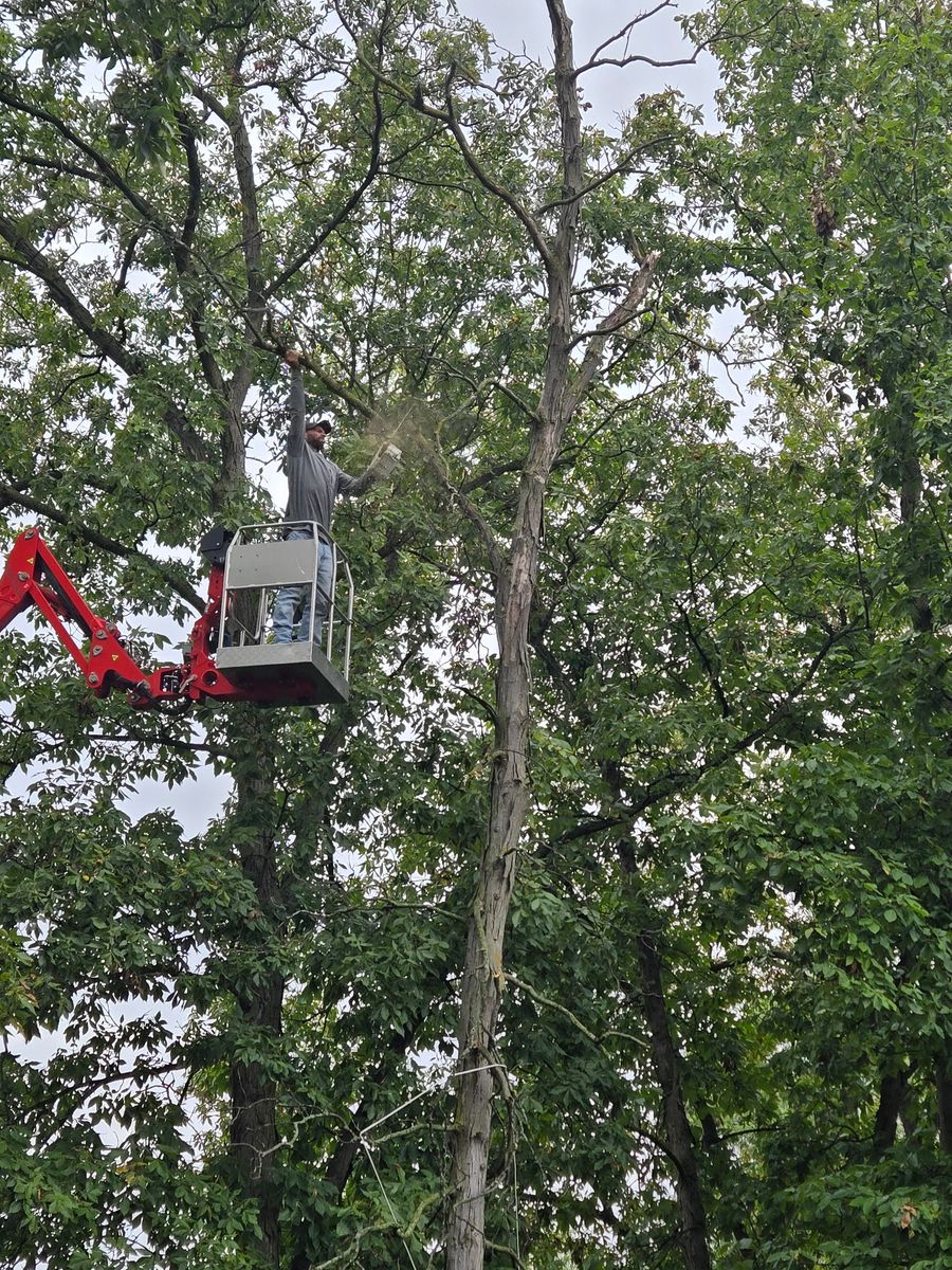 Tree Removal for Lawn Ranger Yard And Tree Service LLC in Ottumwa, IA