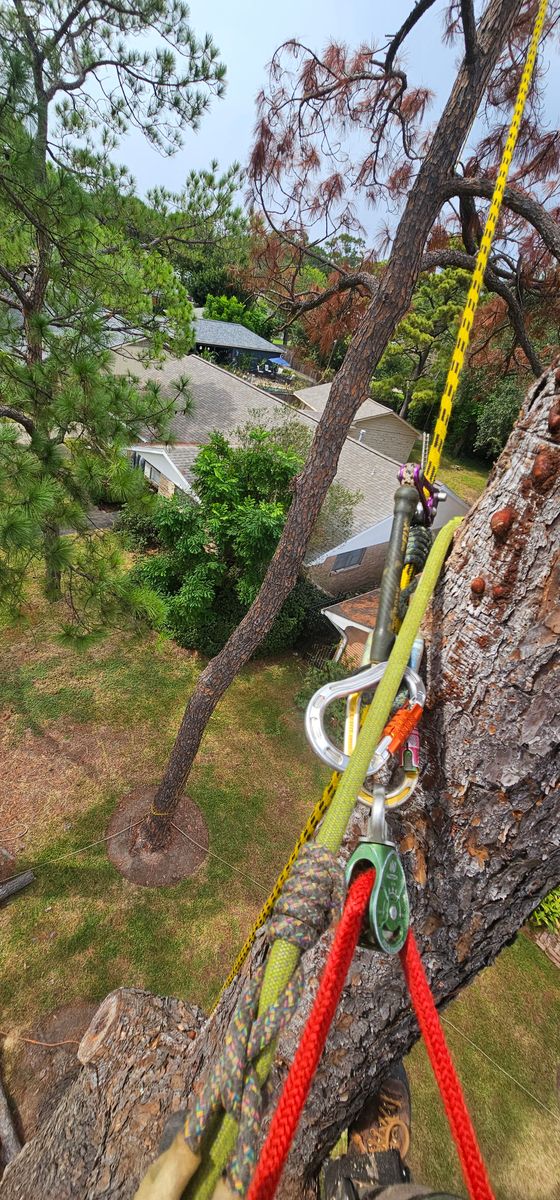 Tree Trimming for Servin's Tree Care  in Houston, TX