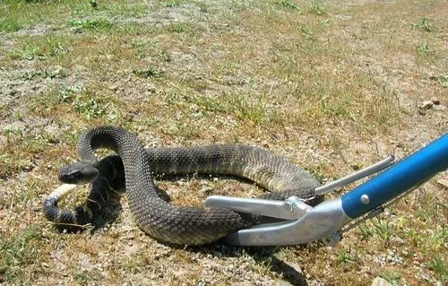 Snake Control for Magnolia Wildlife Solutions  in  Collierville, TN