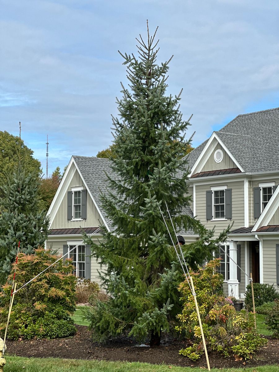 Privacy Plantings for Ace Landscaping in Trumbull, CT