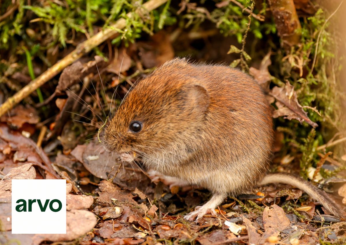 General Pest Control for Arvo Pest Control in Sandy, UT
