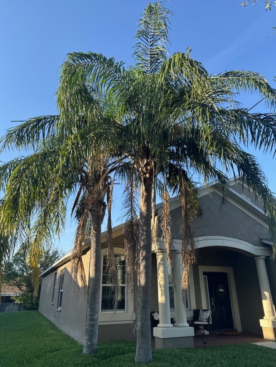 Palm Tree Installation for Tezna Landscaping, Trees & Pavers in Valrico, FL