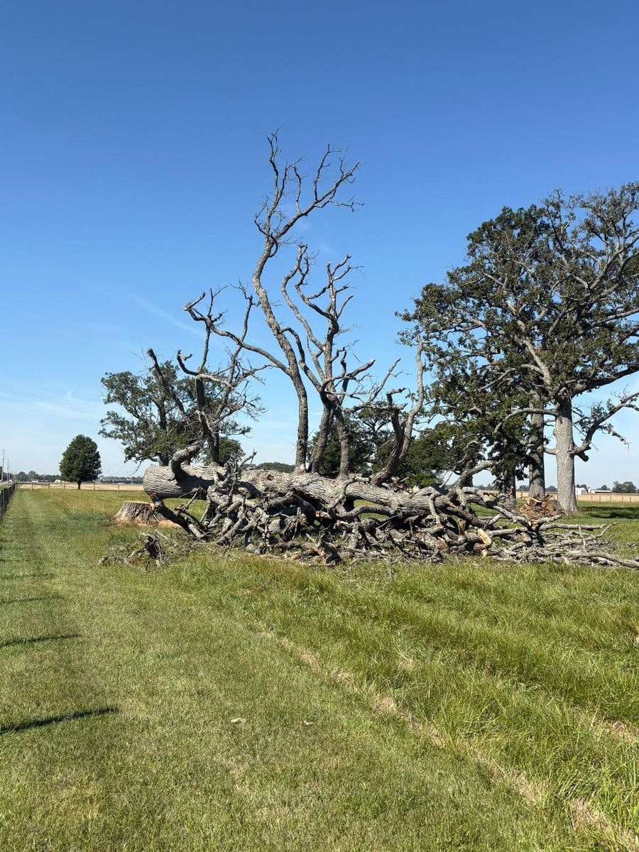 Fall Clean Up for Dig-It Tree Company in Mason, OH