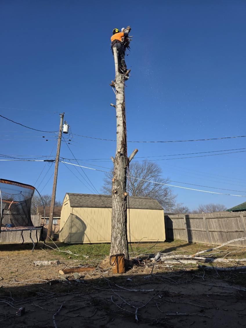 Tree Removal for Oklahoma Tree Guy in Bartlesville, OK