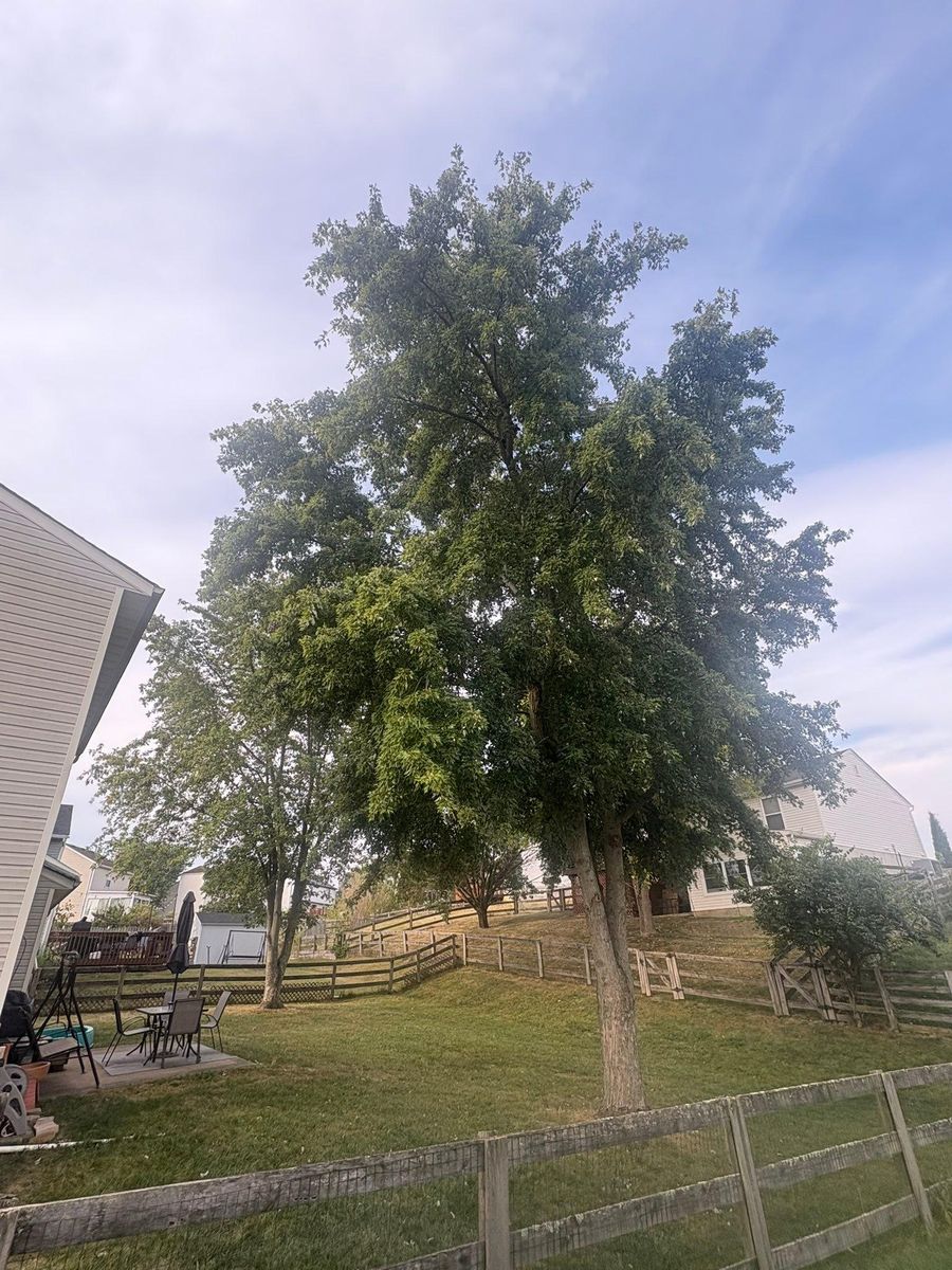 Tree Trimming for Dig-It Tree Company in Mason, OH