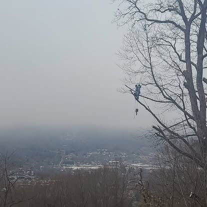 Shrub & Tree Trimming for Lopez Landscaping and Tree Service  in Waynesville, NC