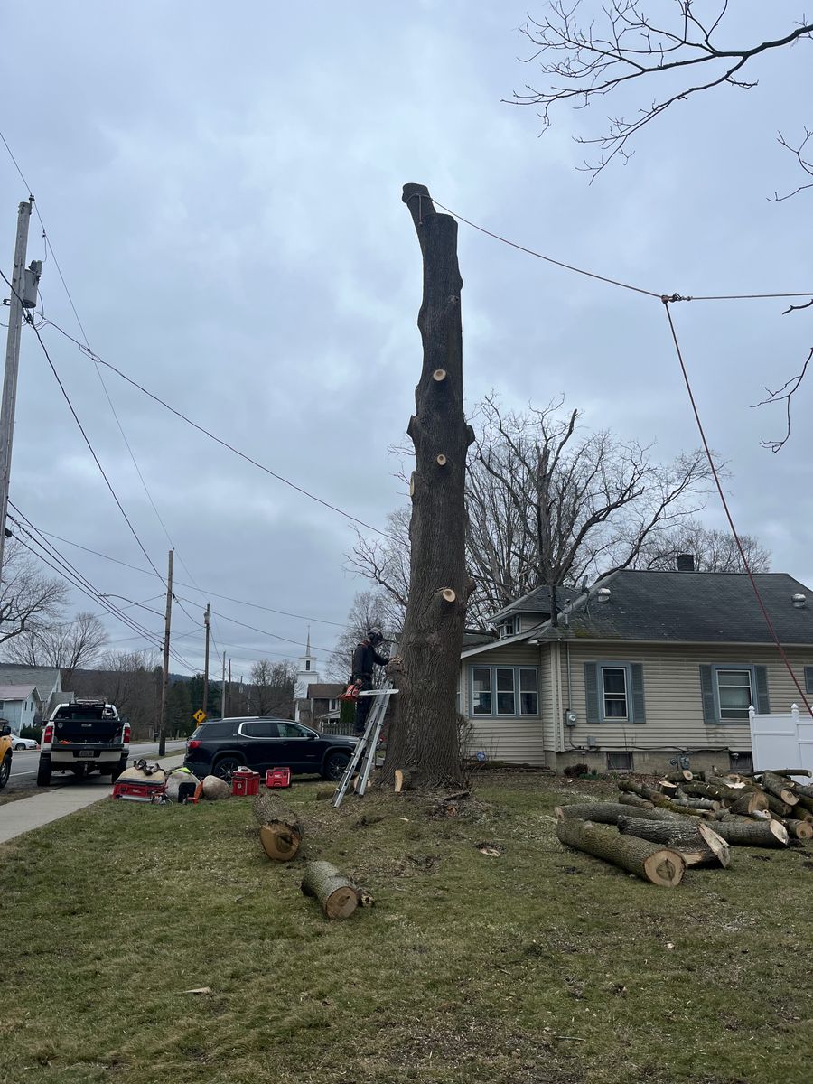 Tree Trimming for Licensed to Cut Tree Service in Athens, PA