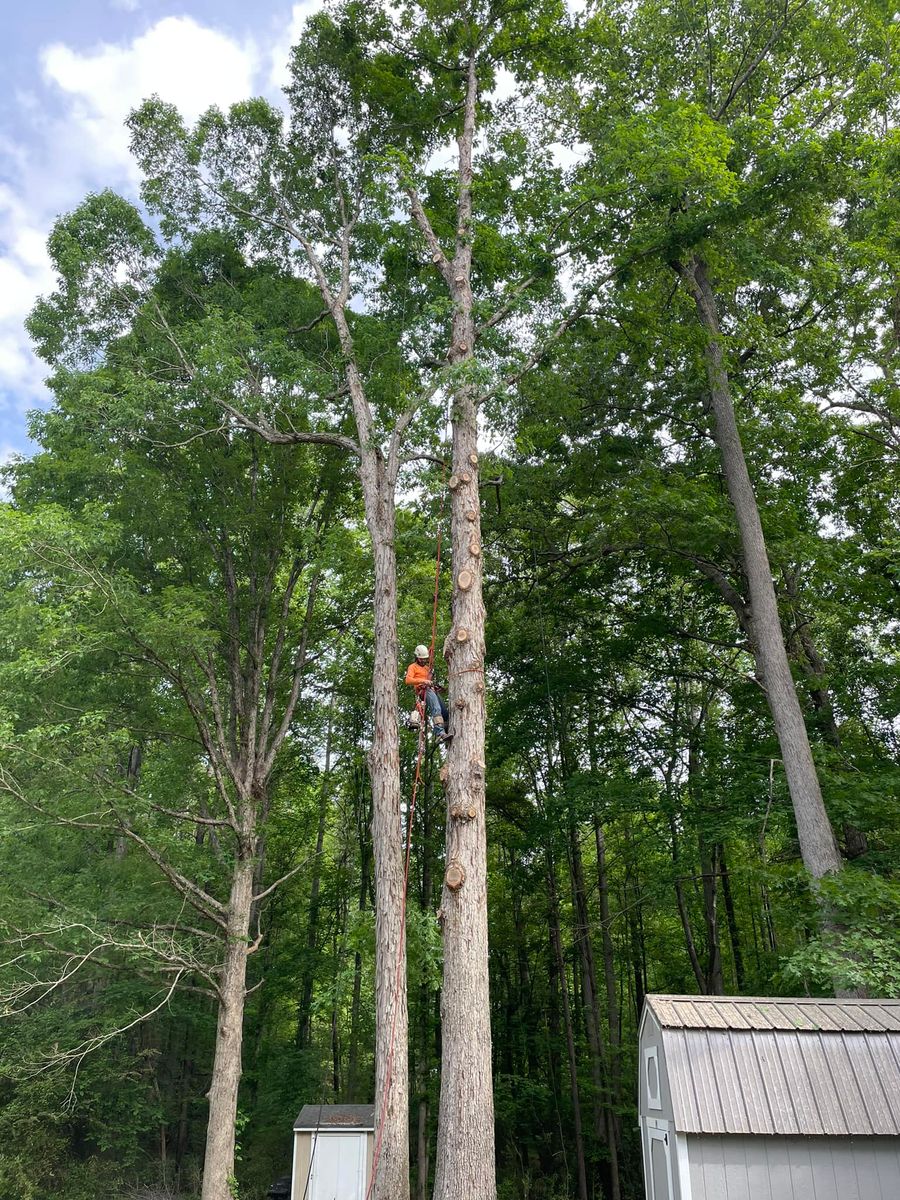Tree Removal for Ace Tree Service  in Fuquay-Varina, NC