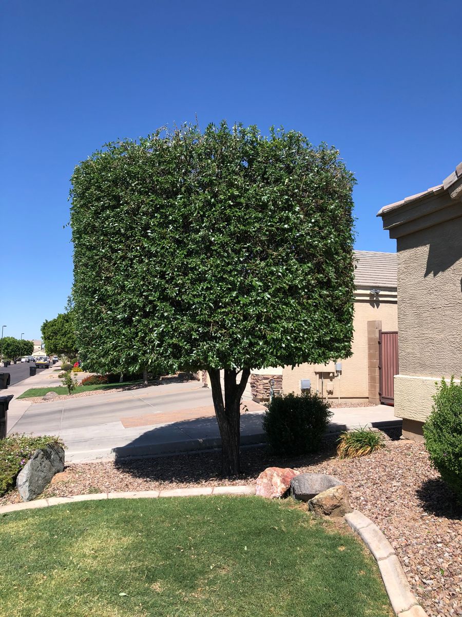 Fall Clean Up for Revolution Landscape Construction in Mesa, AZ