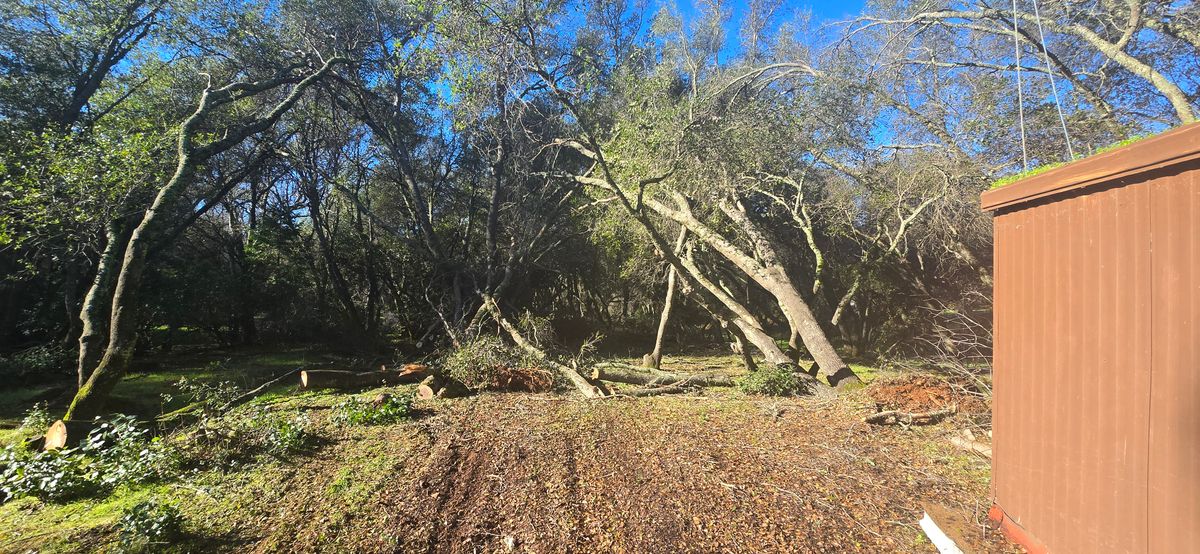 Storm Damage for George Staddan's Professional Tree Care in Placerville, CA