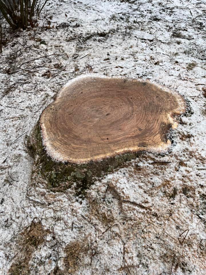 Stump Removal for J&E Tree & Excavation Services in Sandy, PA