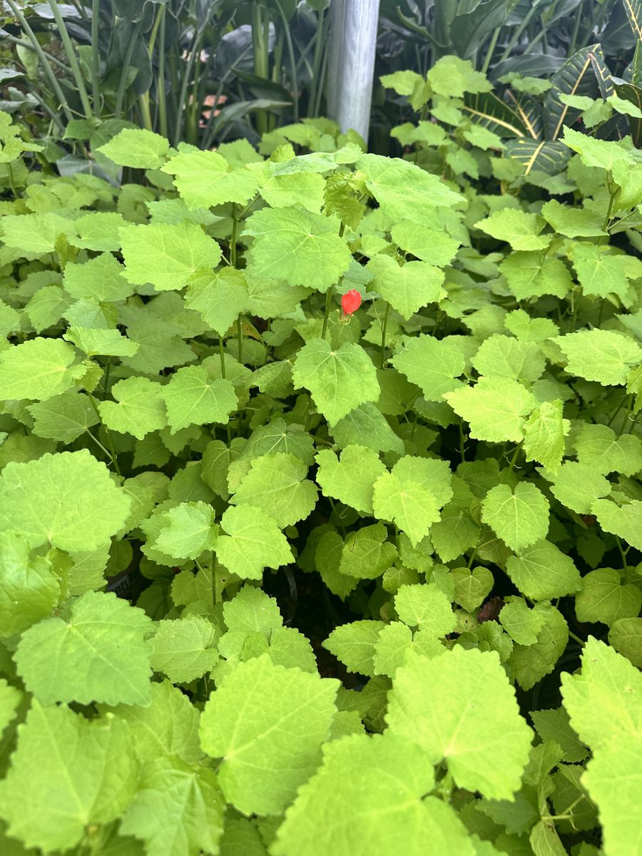 Landscape Installation for Atlas Land Design in Creekside Park, TX
