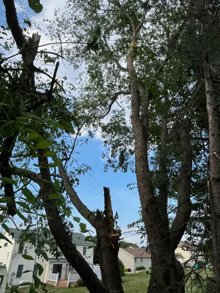 Tree Trimming for Licensed to Cut Tree Service in Athens, PA