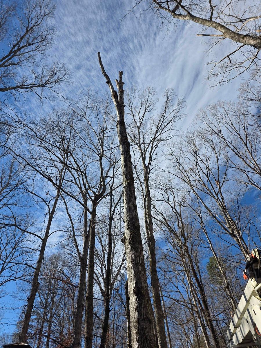 Land Clearing & Demolition for Bobcat Bob in Clermont, GA